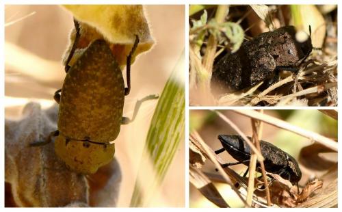 Réf. 232 199 : Capnodis tenebricosa